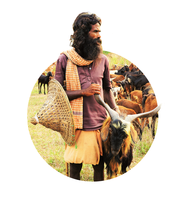 Man standing next to goat looking out