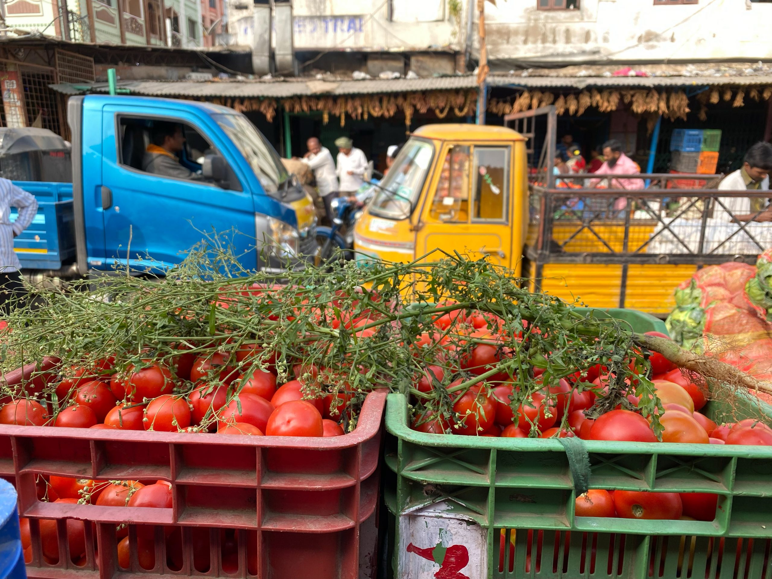 bins of tomatos