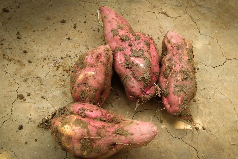 sweet potatoes