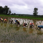 group of women farming field