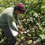 TCi Scholar Vinay Bhaskar looking at cotton plants