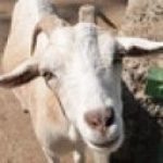 goat face