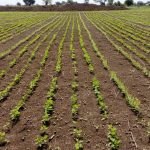 Rows of crops