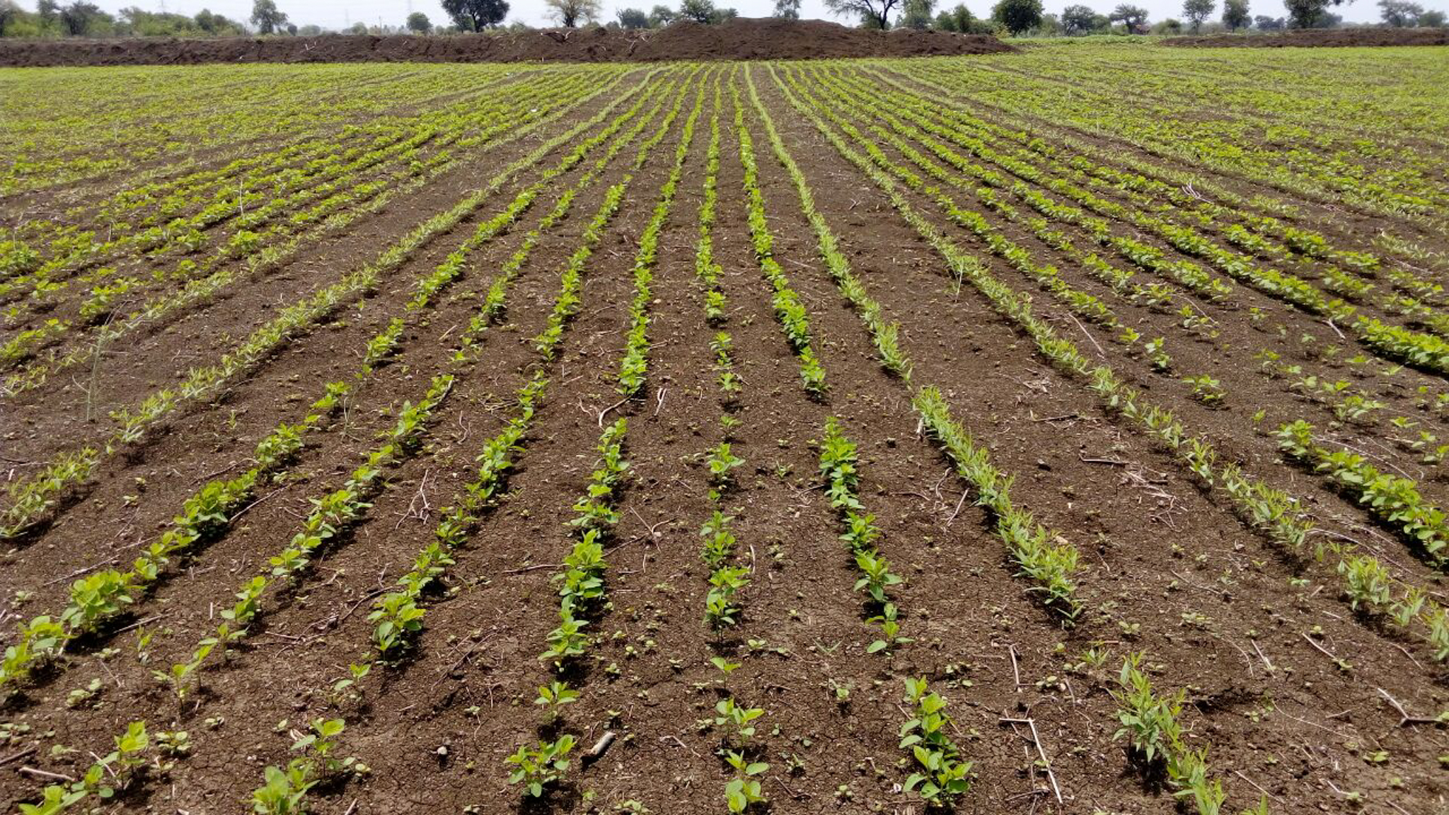 Rows of crops