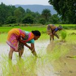 Women picking rice