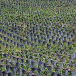 Oil palm trees