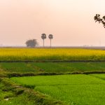 Three different crops growing on a farm
