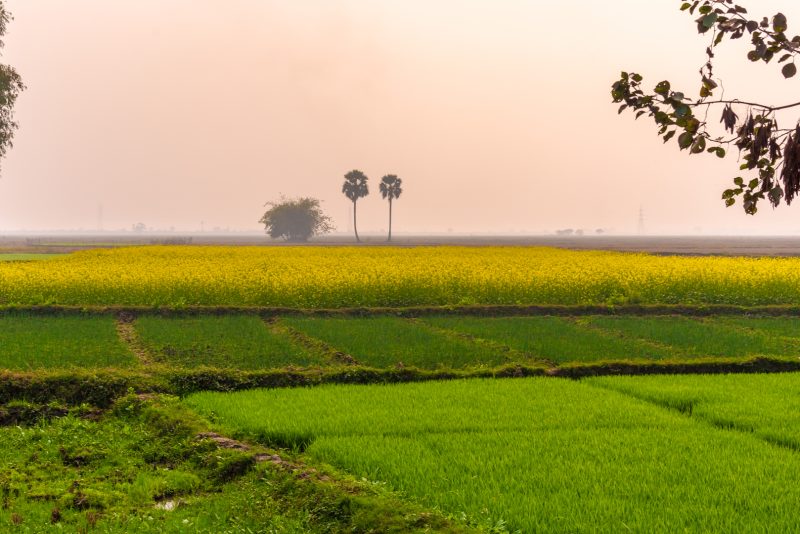 Three different crops growing on a farm