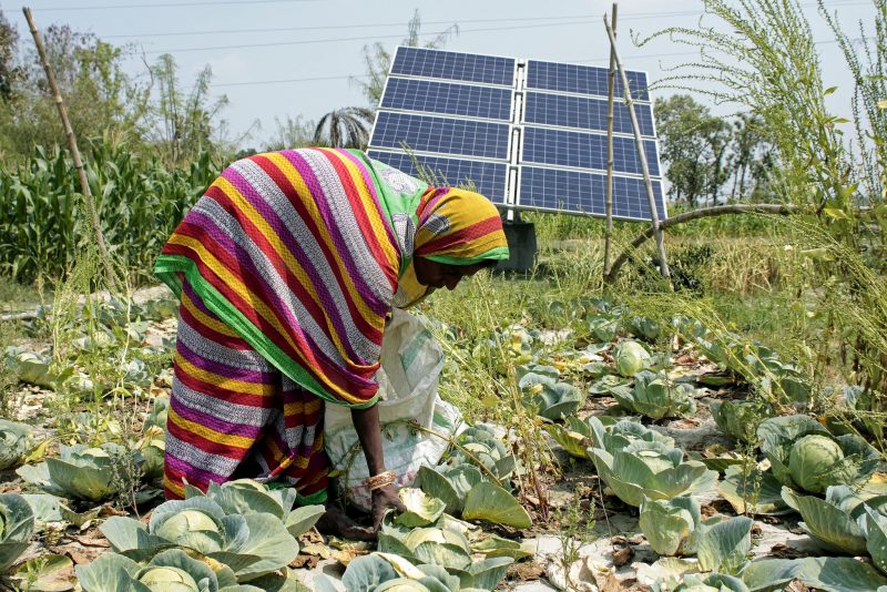 A woman harvests cabbages in front of a solar panel