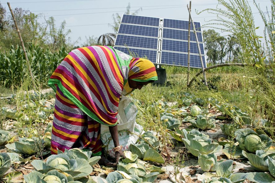A woman harvests cabbages in front of a solar panel