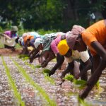 Women planting rice