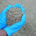 Gloved hands holding grains of rice