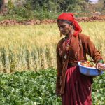 A woman harvesting strawberries
