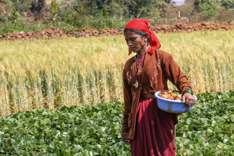 A woman harvesting strawberries