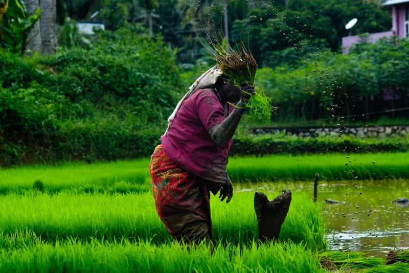 A woman tends to a field of rice