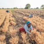 Women harvesting chickpeas
