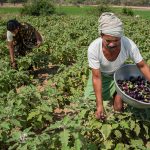 farmer with wife collecting fresh raw egg plants in baskets from his green farm