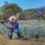 A farmer tending to blue agave plants