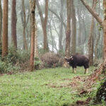 A buffalo on a tea estate