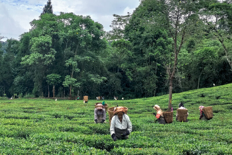 Women pick tea leaves on a tea plantation
