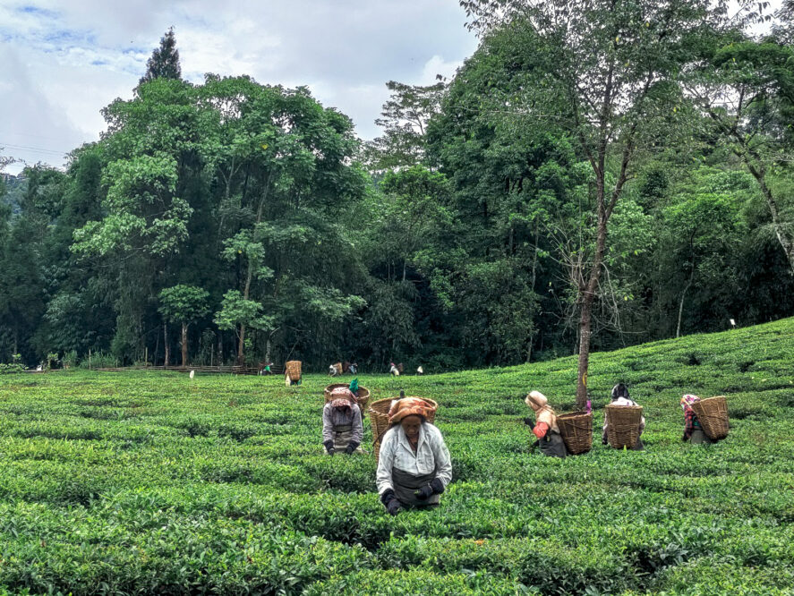 Women pick tea leaves on a tea plantation