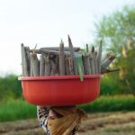A woman balancing a bowl of millet on her head