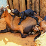 A female goat with kids