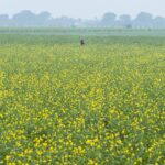 A woman in a mustard field in India