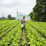 A farmer throws fertilizer from a bucket onto young soybean plants