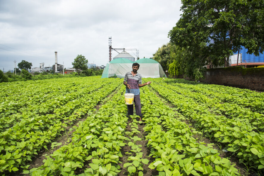 A farmer throws fertilizer from a bucket onto young soybean plants
