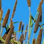 Pearl millet