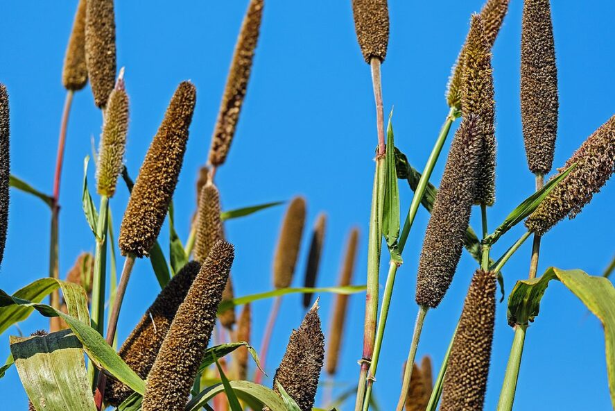 Pearl millet