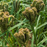 Finger millet