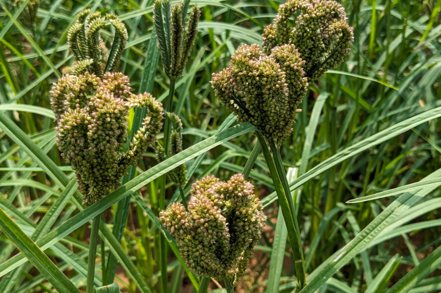 Finger millet
