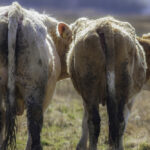 Two cows' behinds