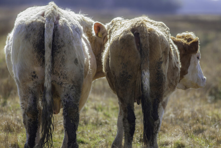 Two cows' behinds