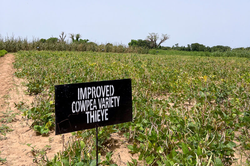 A field of cowpea crops with a black sign reading "IMPROVED COWPEA VARIETY THIEYE"