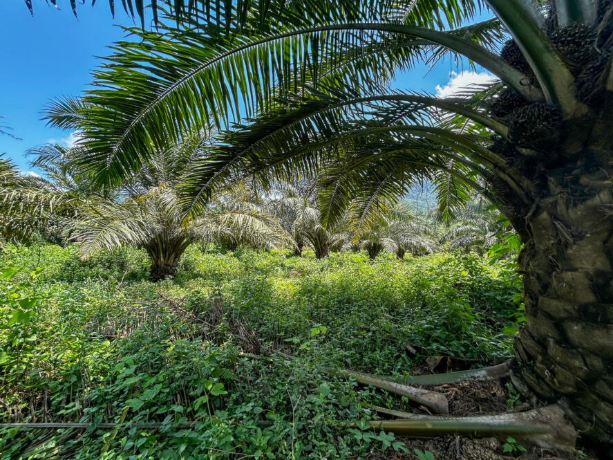Oil palm trees