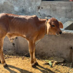 A calf