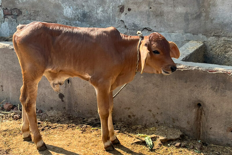 A calf