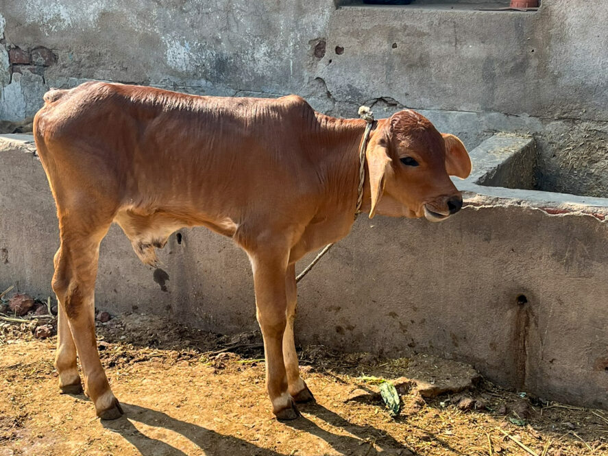 A calf