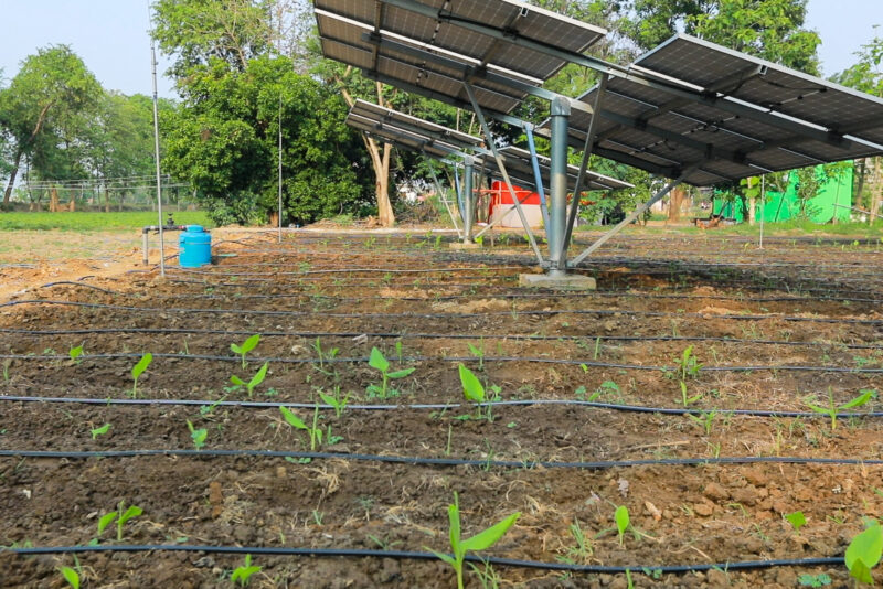 Seedlings growing underneath an array of solar panels on a farm.