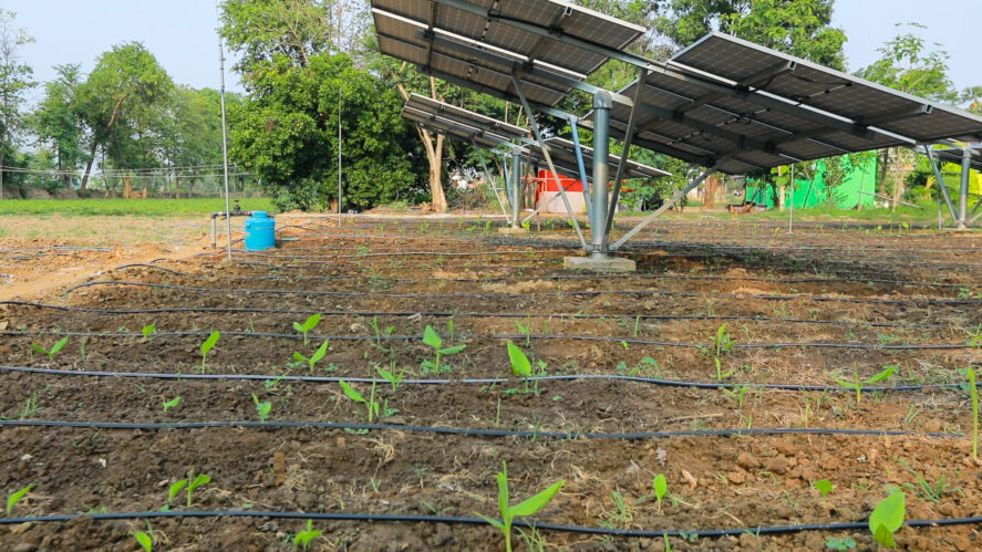 Seedlings growing underneath an array of solar panels on a farm.